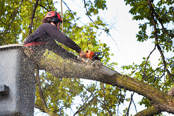 How Our Tree Care Process Works  in  Wallace, LA